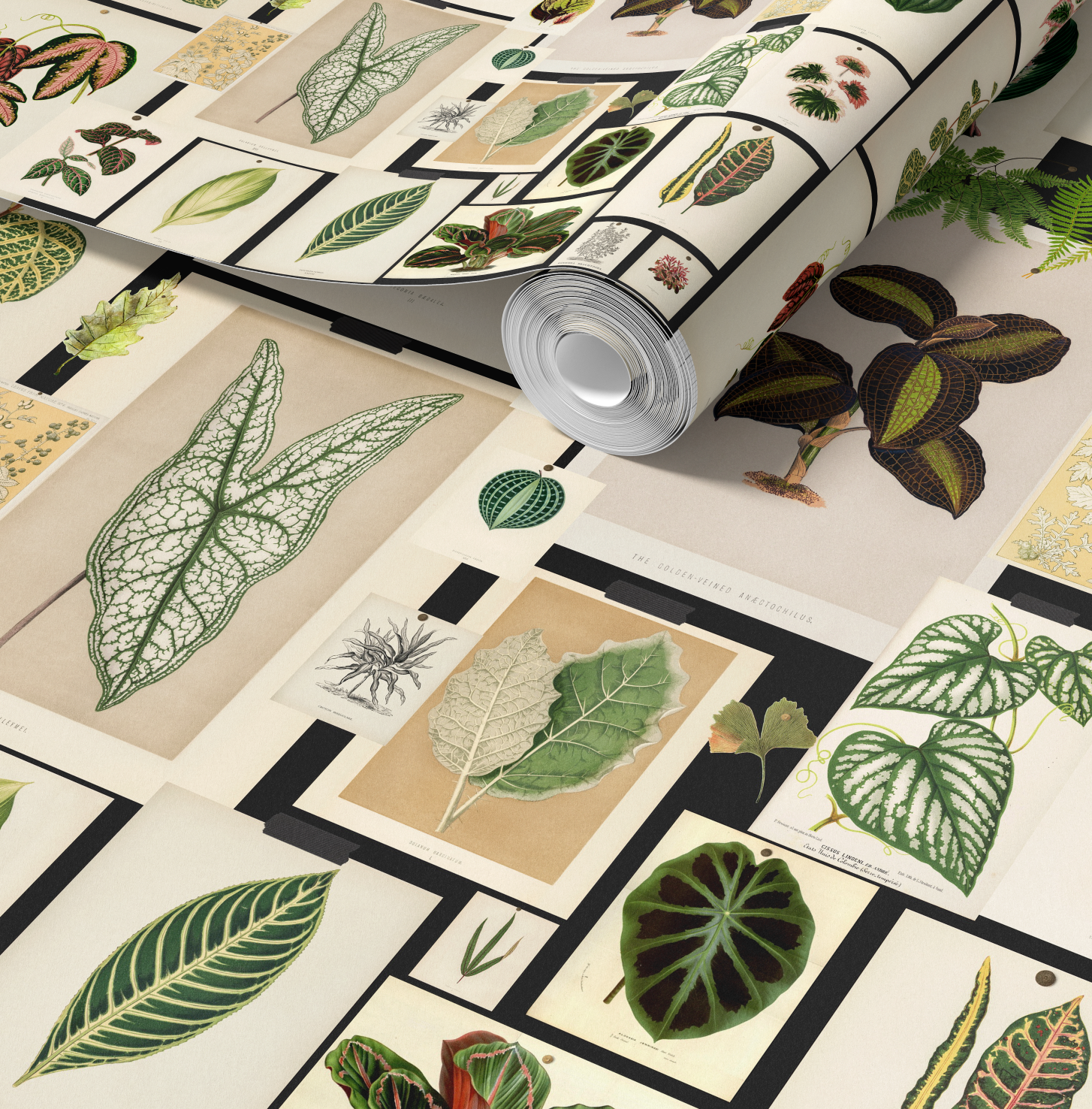 Botanical Prints Wallpaper