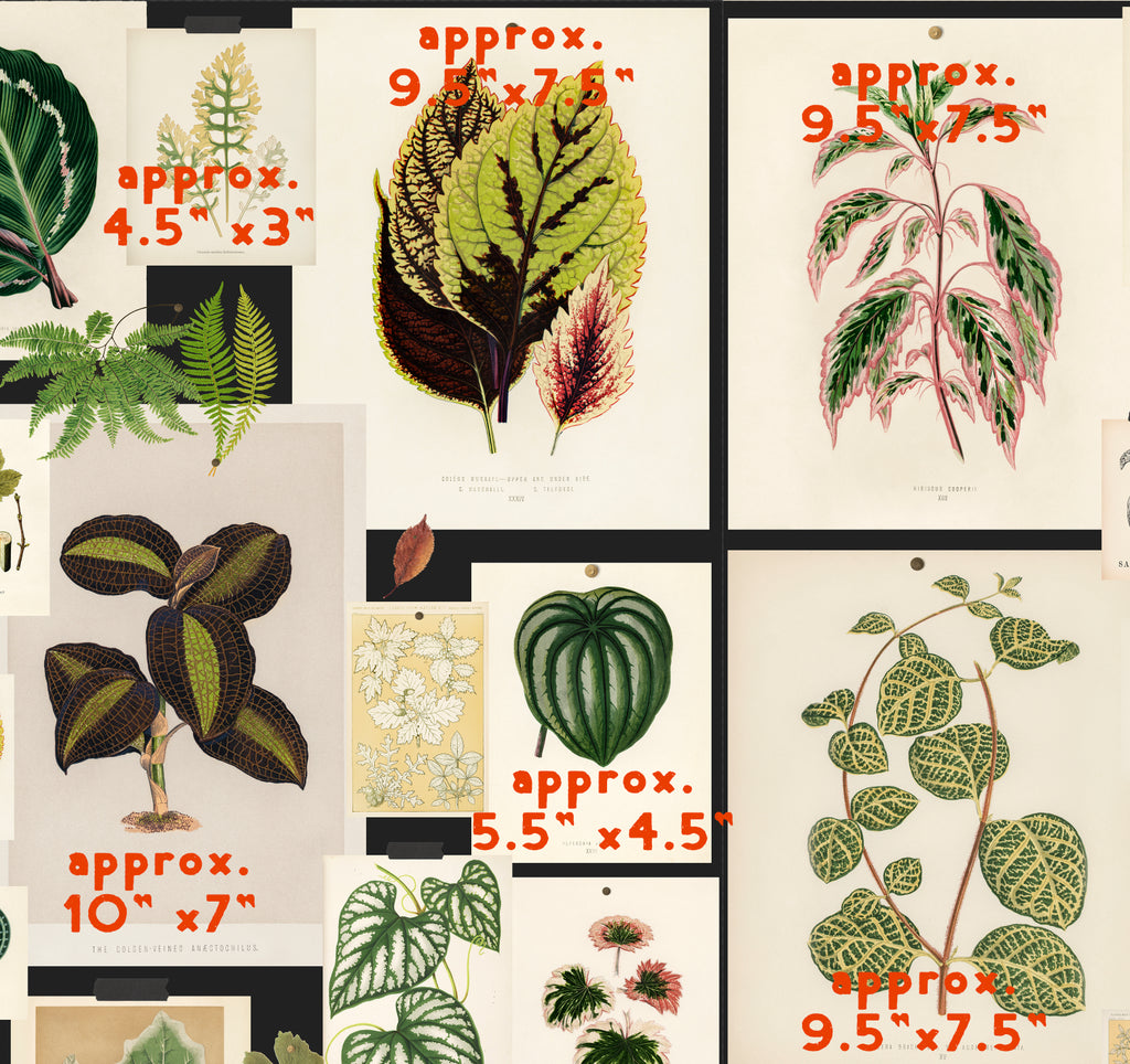 Botanical Prints Wallpaper