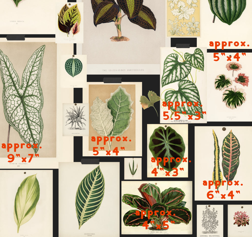 Botanical Prints Wallpaper