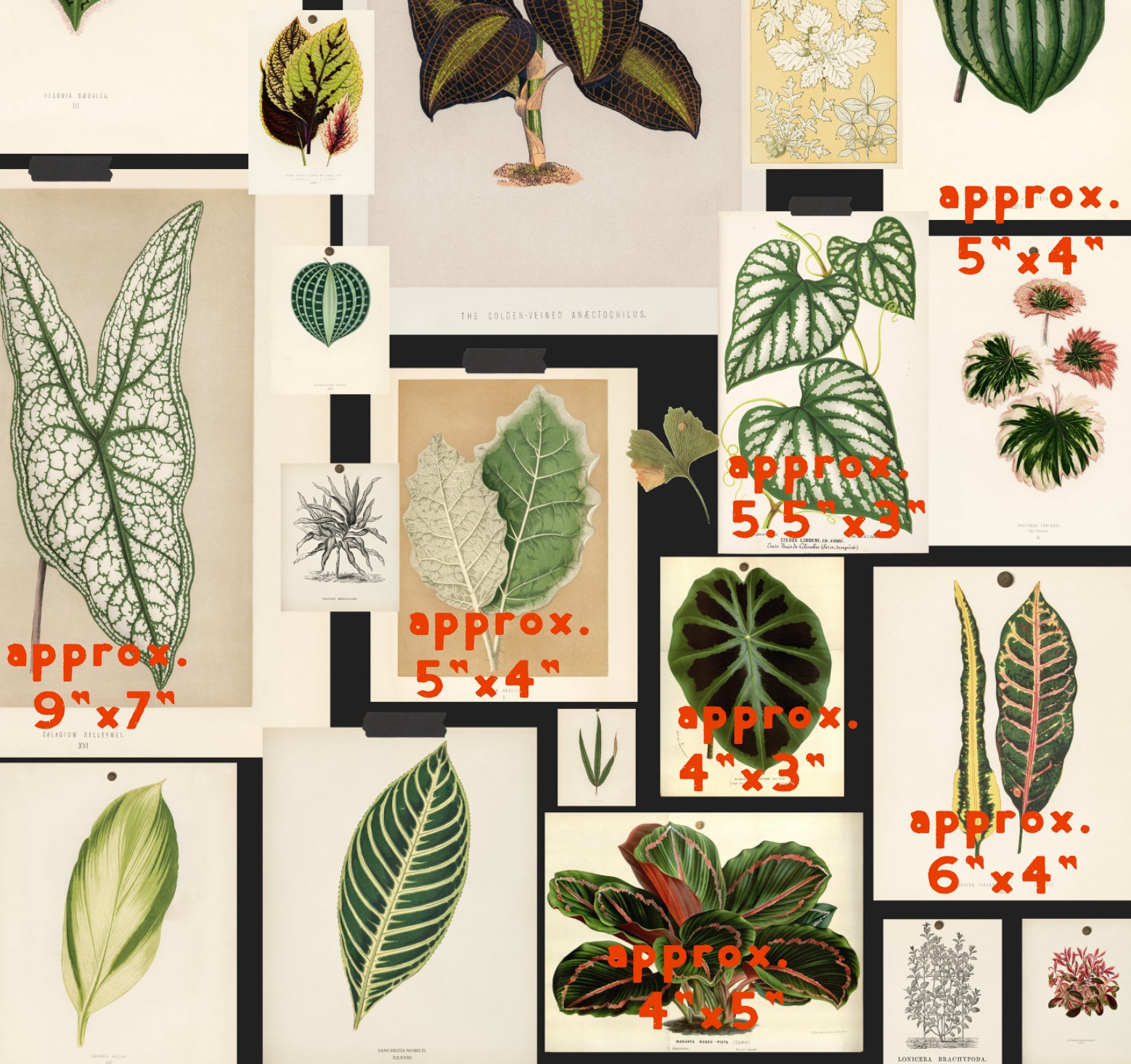 Botanical Prints Wallpaper